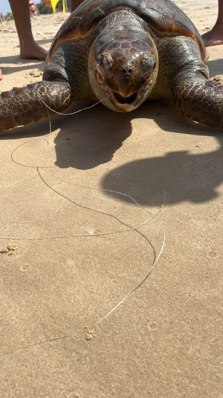 צבי ים נמצאו מתים בחוף אכזיב עקב הסתבכות בציוד דיג