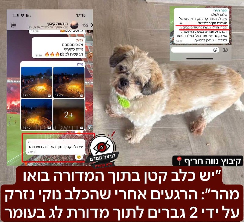 ״יש כלב קטן בתוך המדורה״: 2 גברים זרקו כלב למדורה בלג בעומר ליד אילת