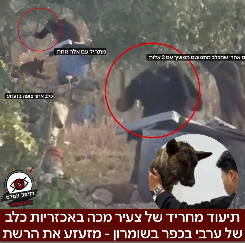 תיעוד מחריד של צעיר מכה באכזריות כלב של ערבי בכפר בשומרון - מזעזע את הרשת: בתיעוד שמגיע מהכפר עטארה נראה רעול פנים תוקף עם אלה את כלב, ולאחר מכן כאשר הכלב מתמוטט הוא ממשיך לתקוף אותו עם 2 אלות. מדובר 