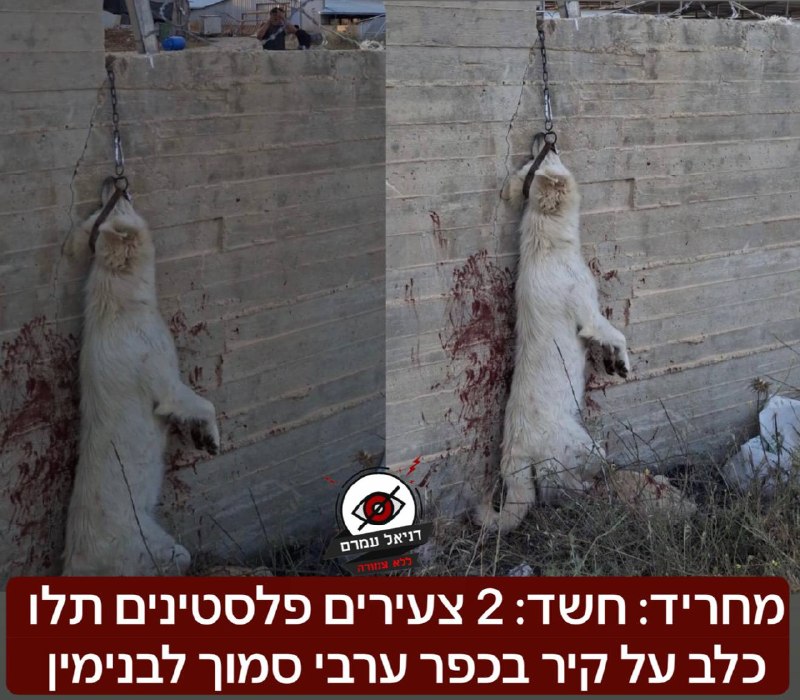 מחריד: פלסטינים תלו כלב על קיר בכפר  סמוך לבנימין: תושבים שטיילו אתמול בכביש אלון בבנימין שמו לב שיש כלב תלוי על אחד מקירות המבנים, מעבר לגדר ראו 2 פלסטינים שעוזבים את המקום, לכיוון כפר דיר דבוואן. 