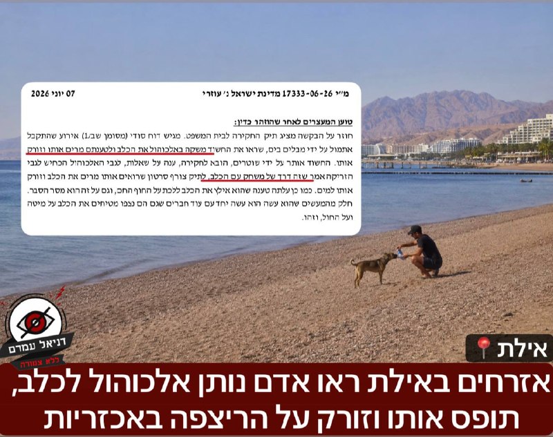 אילת: חשד לאכזריות קשה כלפי כלב - הושקהו באלכוהול והושלך על הריצפה