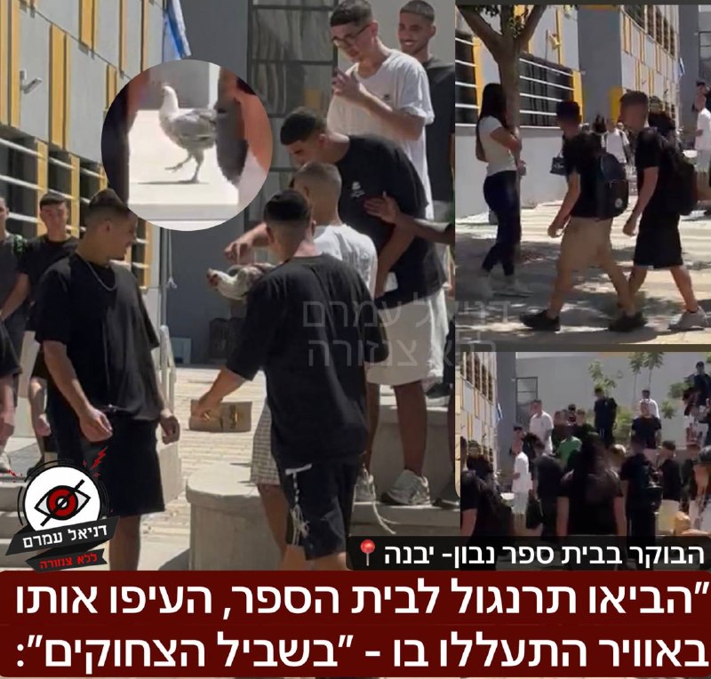התעללות בתרנגול בבית ספר בבאר שבע